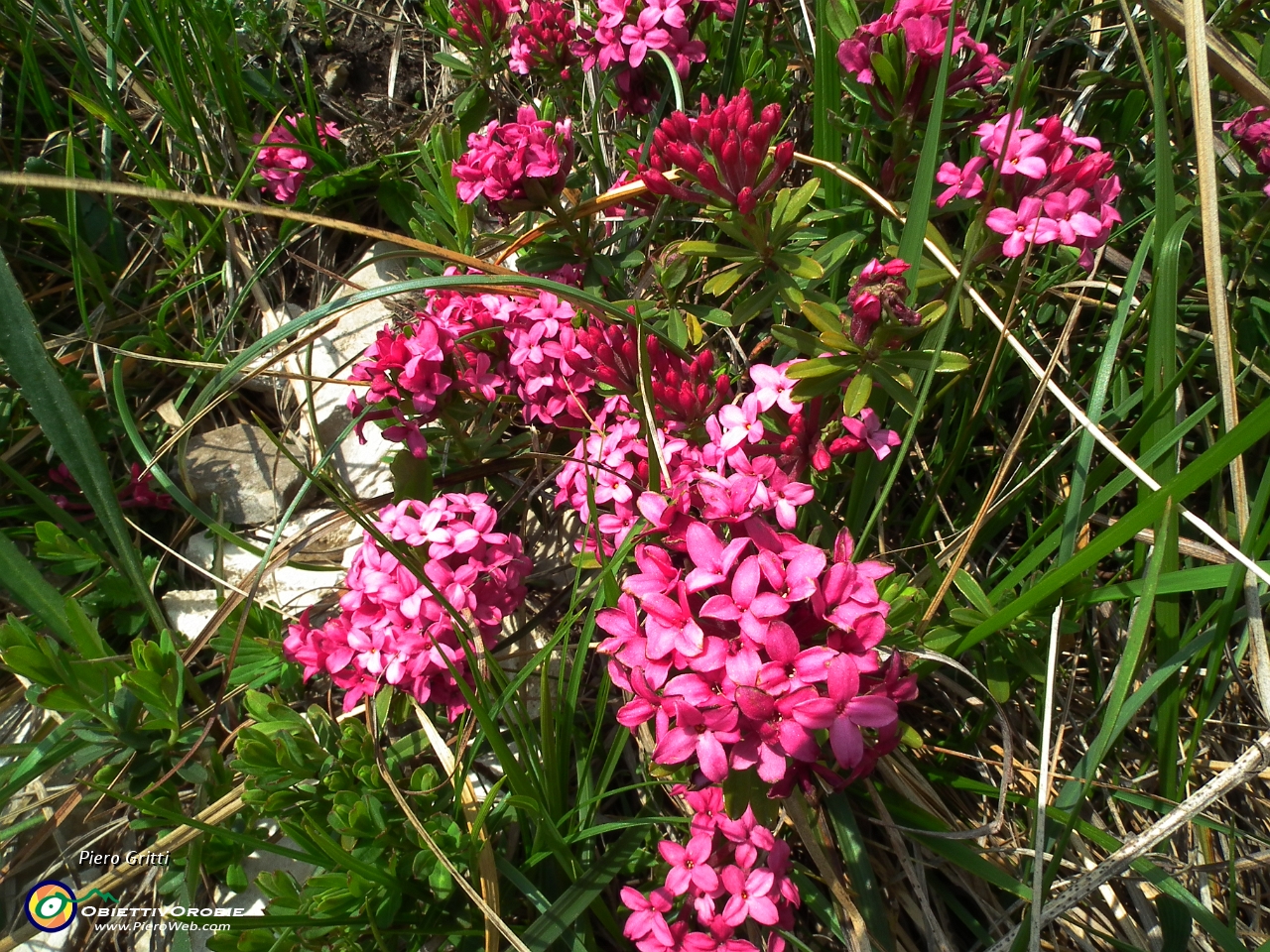 55 fioritura di Daphne cneorum....JPG